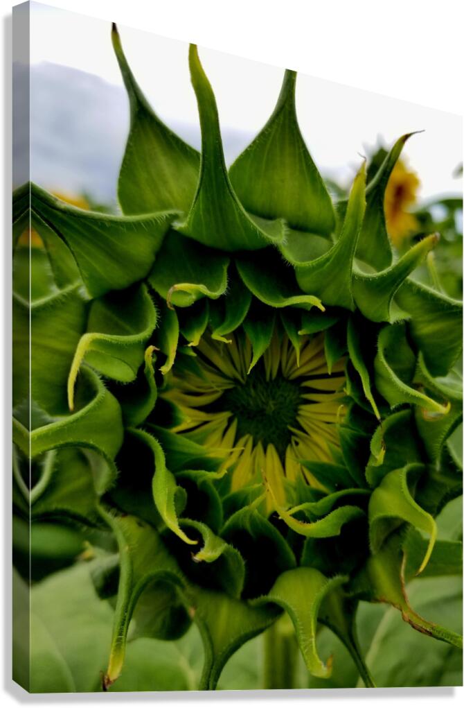 Sunflower Bud Canvas Print