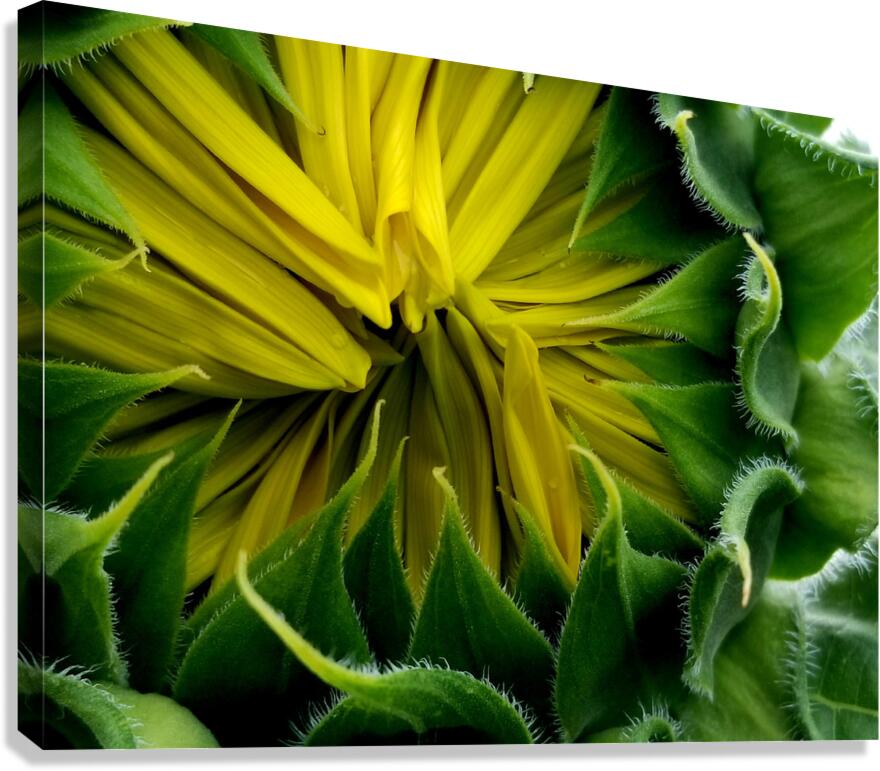Sunflower Bud Canvas Print