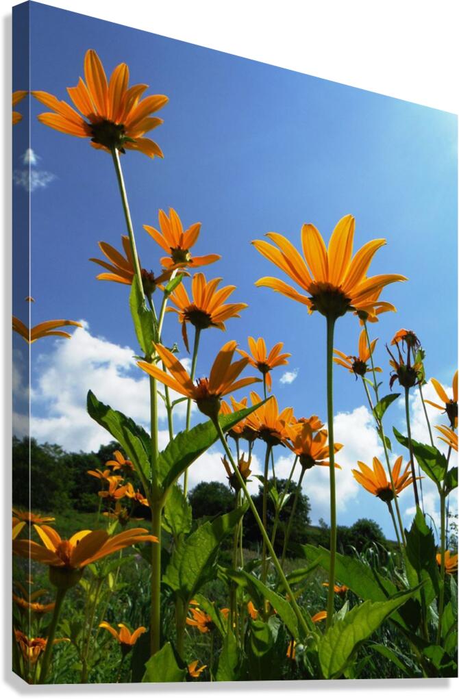 Helianthus Canvas Print