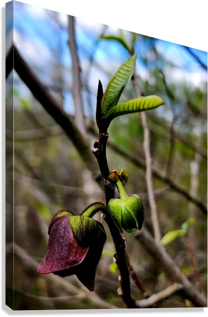 Paw Paw Flower Canvas Print