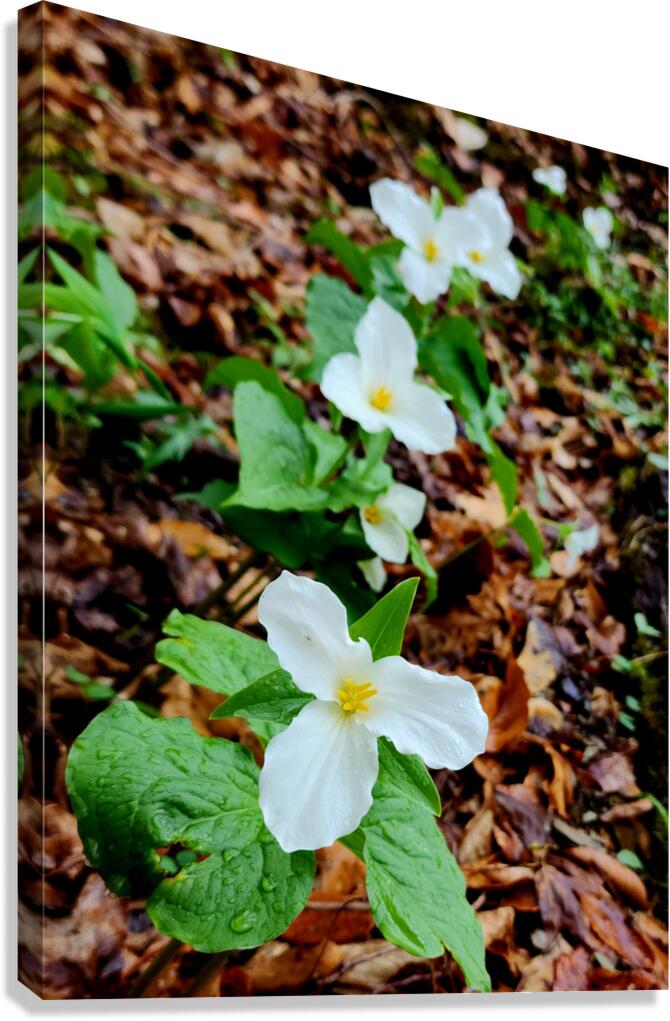 White Trillium Column Canvas Print