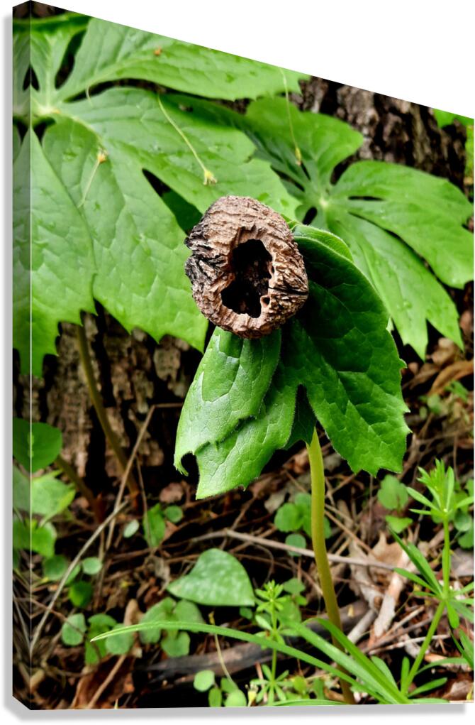 Walnut Head Canvas Print
