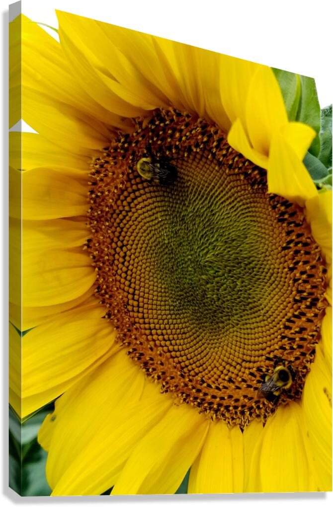 Sunflower Left Canvas Print
