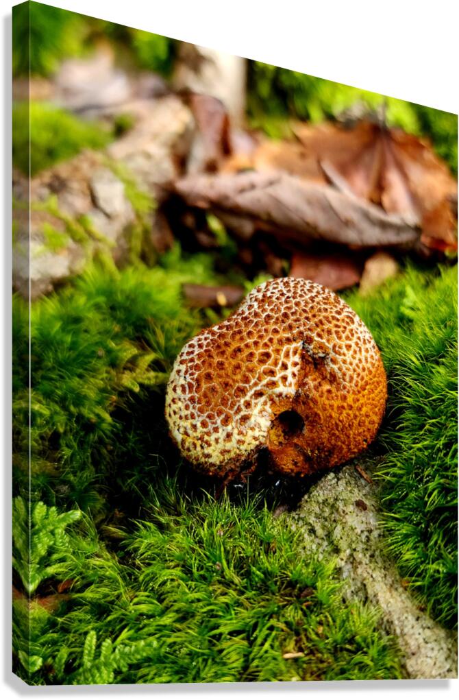 Snoring Fungus Canvas Print