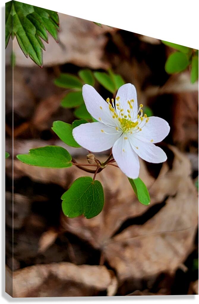 Rue Anemone Canvas Print