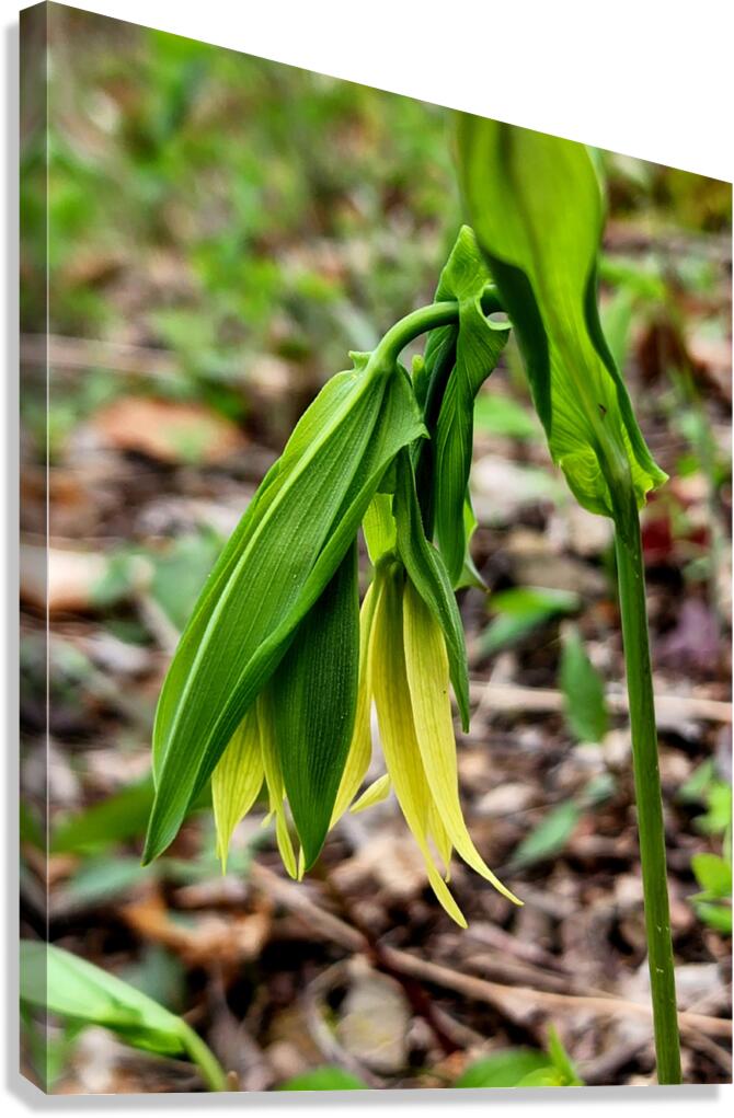 Uvalaria Canvas Print