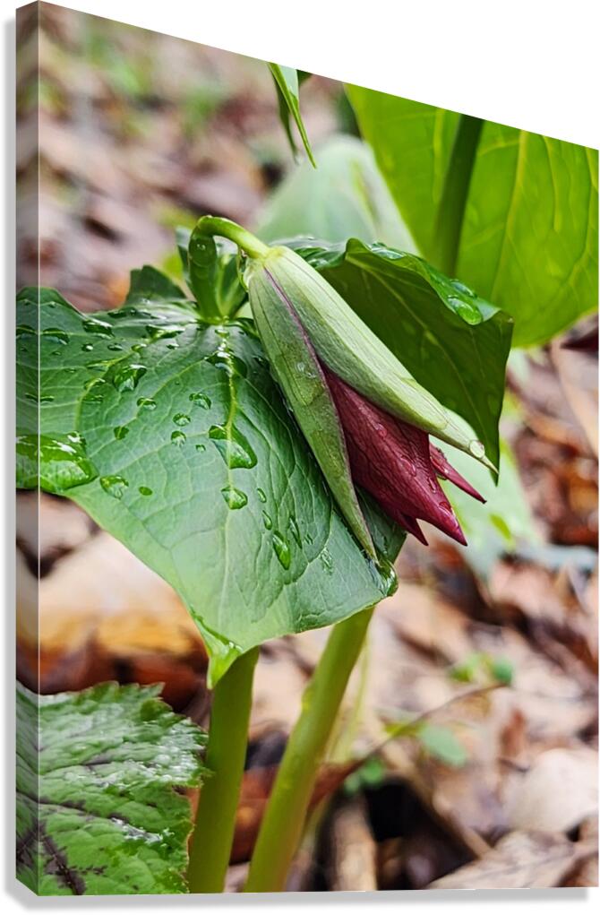 Red Trillium Bud Canvas Print