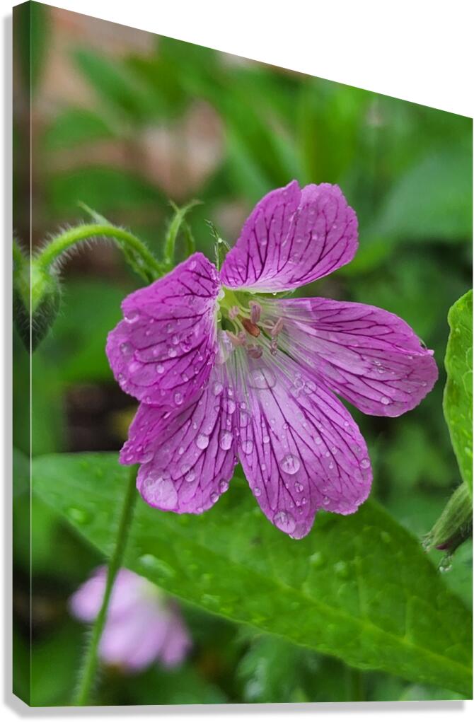 Wild Geranium Canvas Print