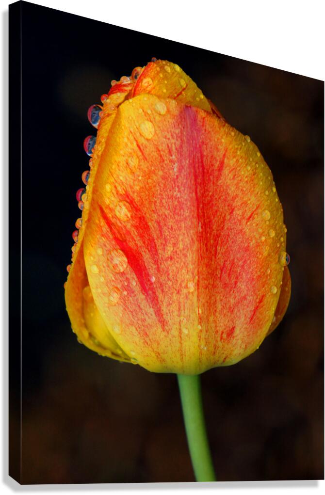 Stunning Tulip Canvas Print