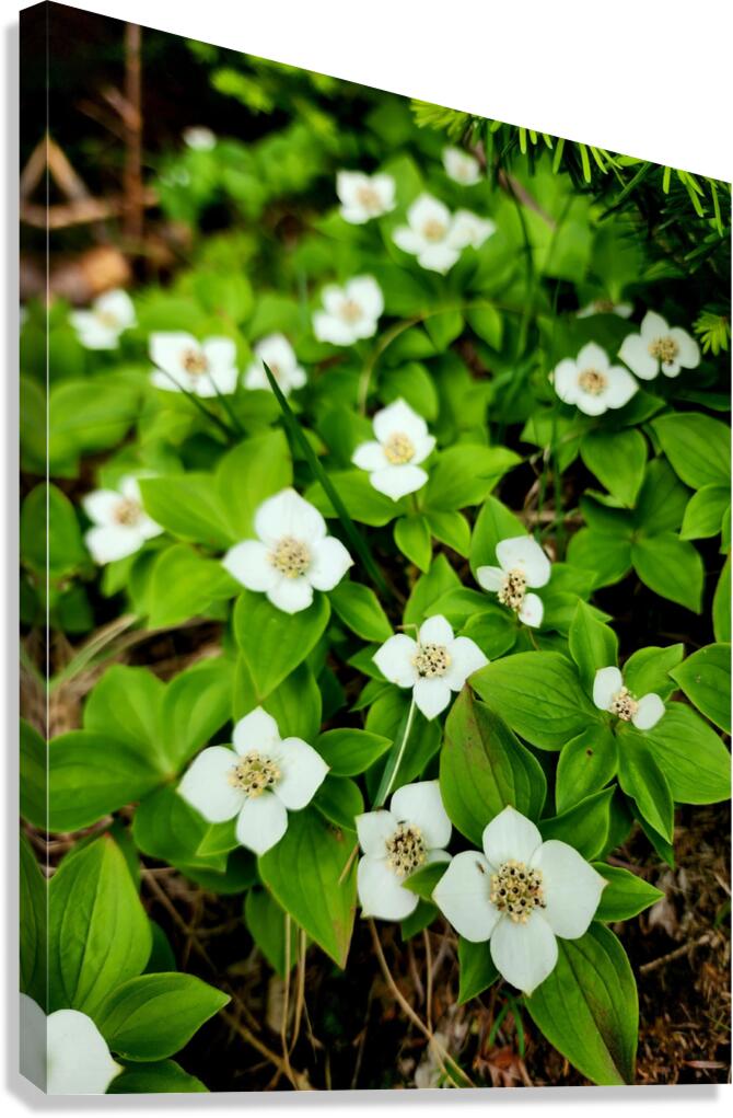 Bunchberry Canvas Print