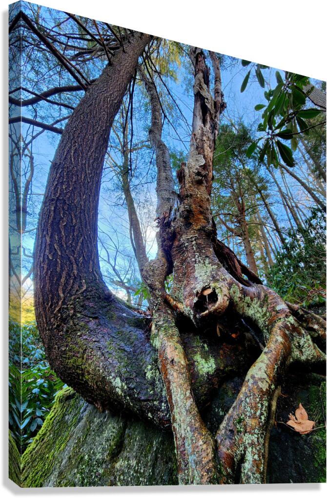 Muppet Tree 1 Canvas Print