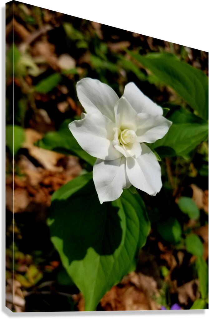 Double White Trillium Canvas Print