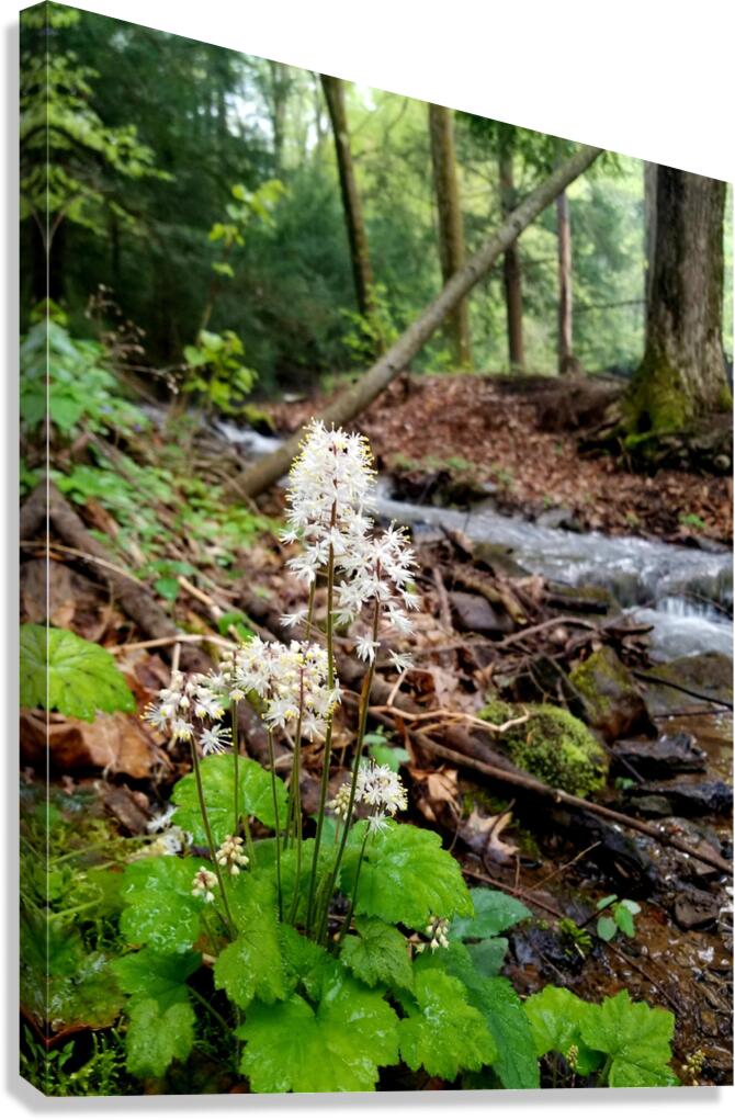 Foamflower Streamside Canvas Print