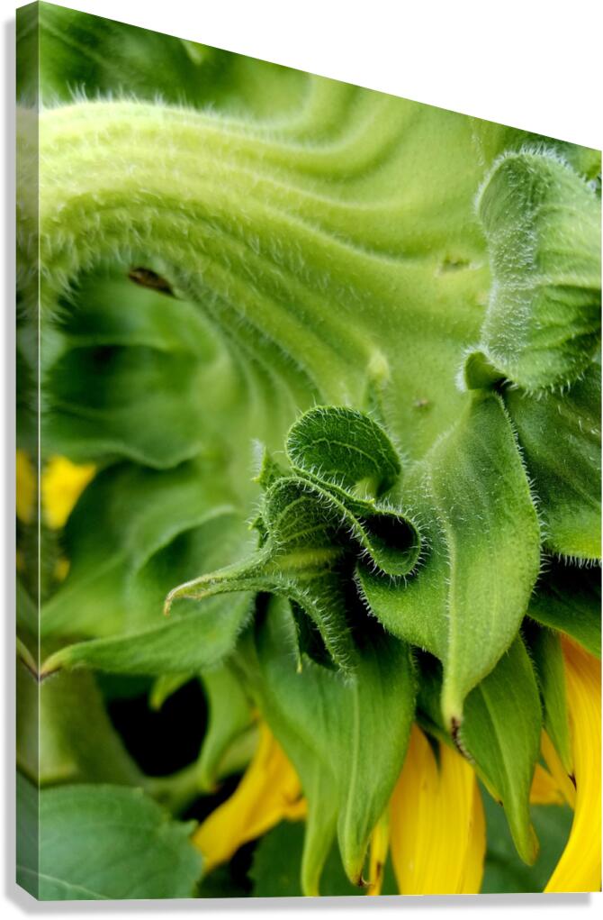 Sunflower Sepals Canvas Print