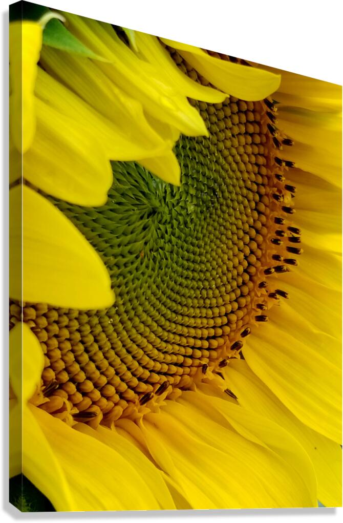 Sunflower Right Canvas Print