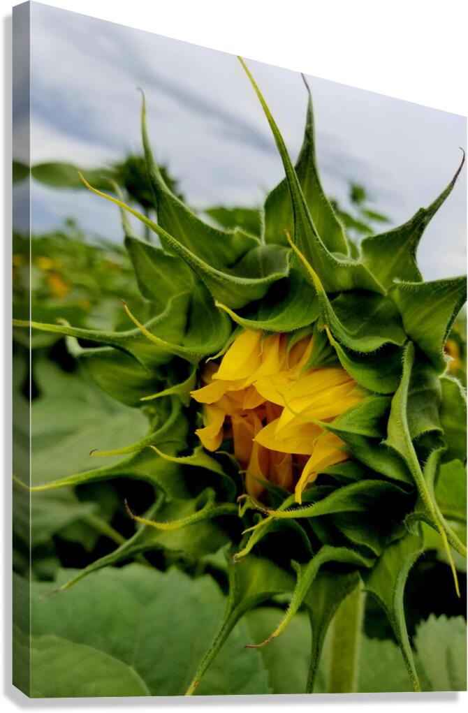Sunflower Beak Canvas Print