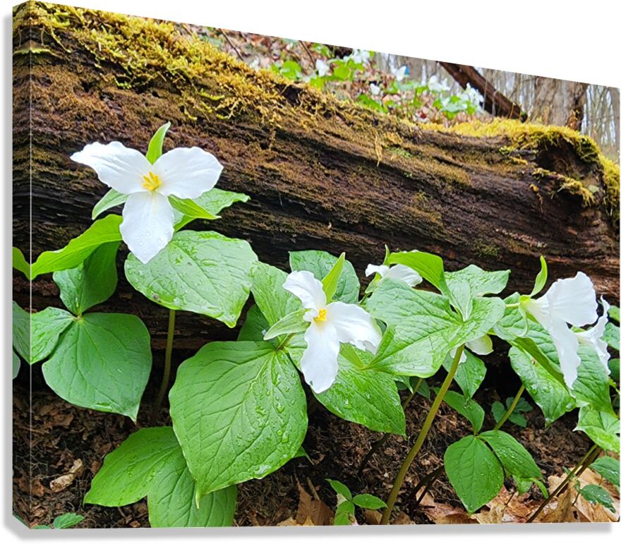 White Trillium Line Canvas Print