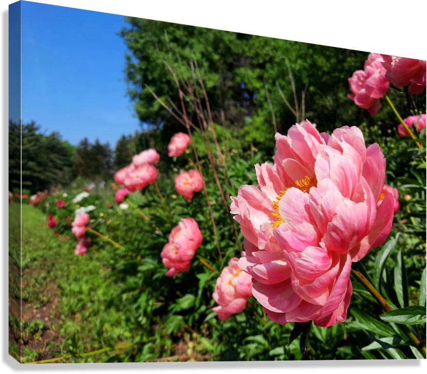 Salmon Peony Row Canvas Print