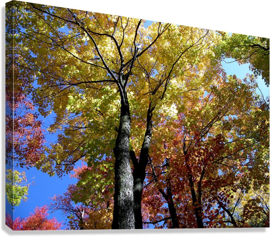 Golden Tree Horizontal Canvas Print