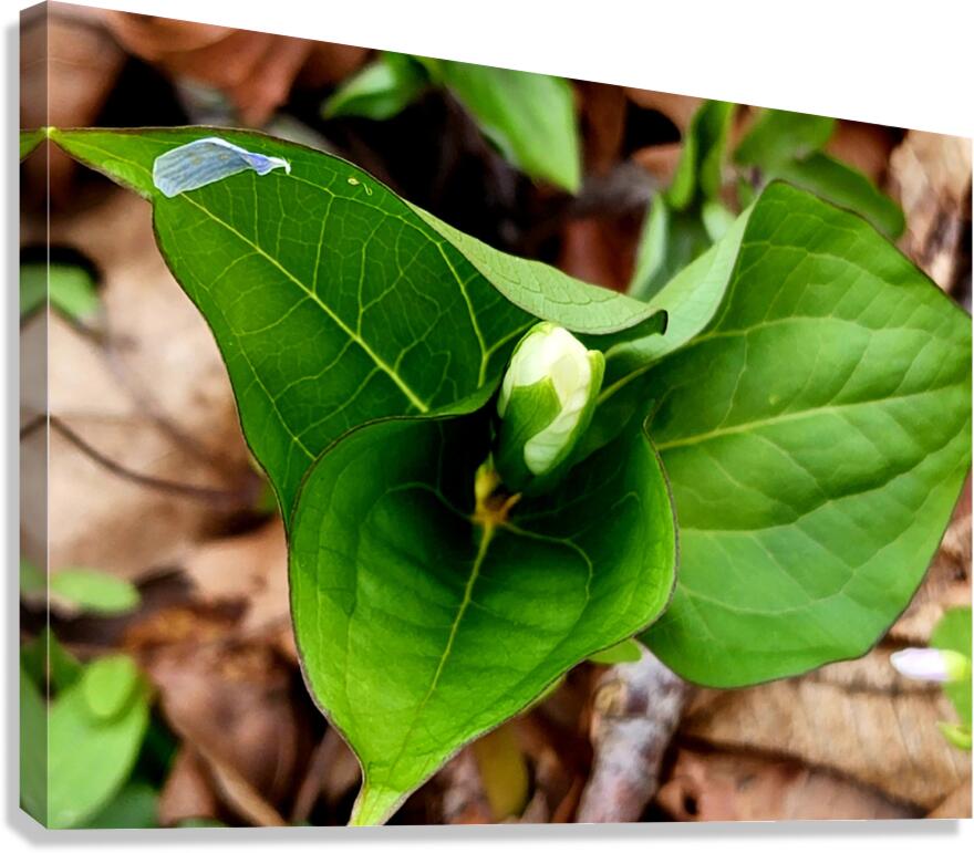 White Trillium Bud 2 Canvas Print