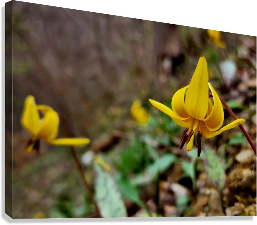Trout Lilies Canvas Print