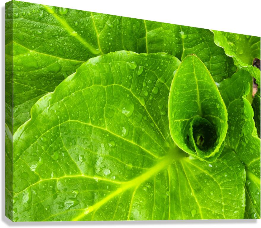 Skunk Cabbage Canvas Print