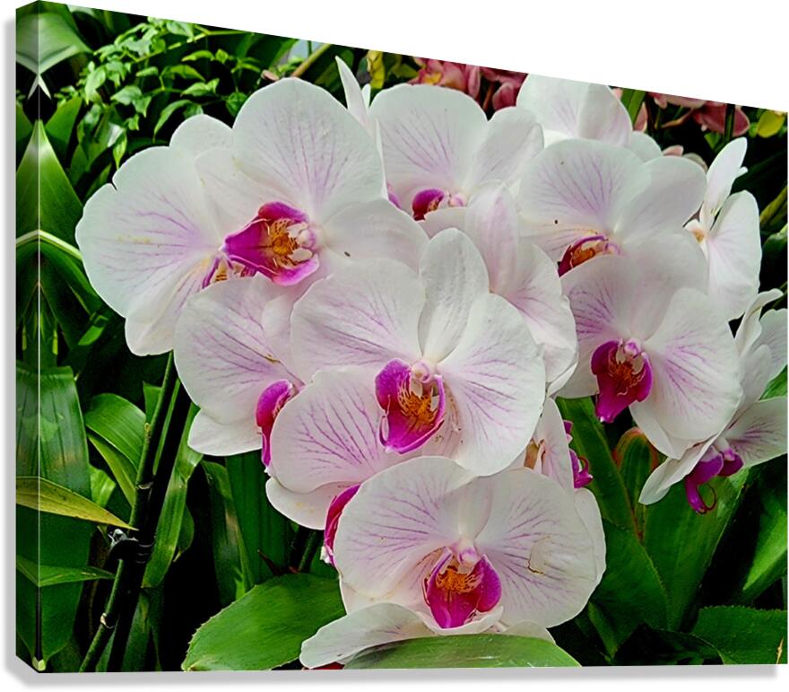 Orchid Cluster Canvas Print