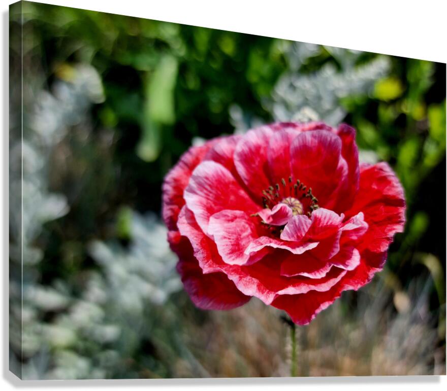 Variegated Poppy Canvas Print