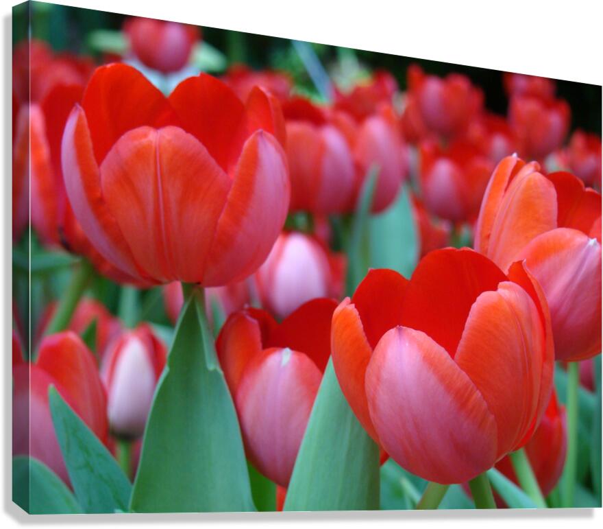 Red Tulips Canvas Print