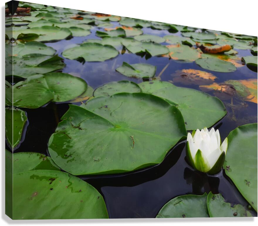Water Lily 2 Canvas Print