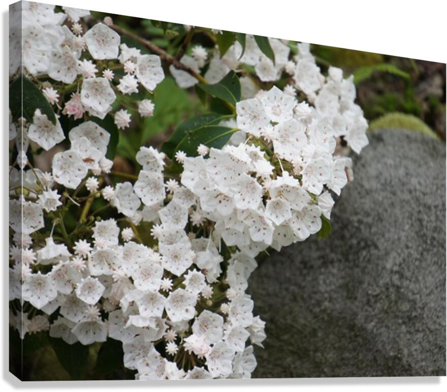 White Mountain Laurel Canvas Print