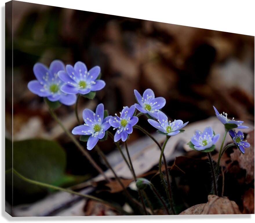Hepatica Canvas Print