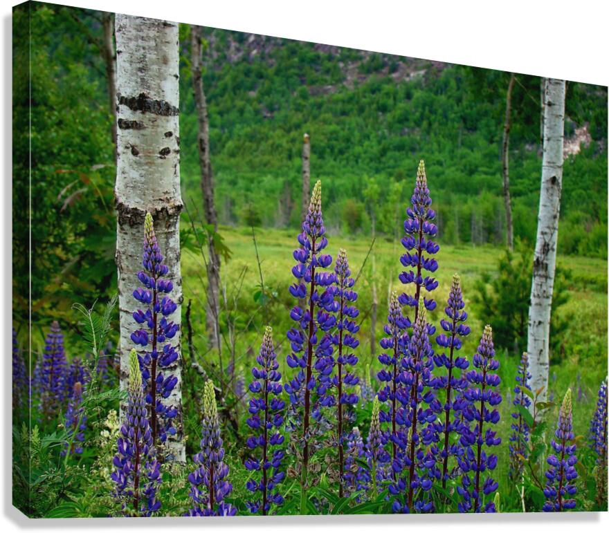 Maine Lupines Canvas Print