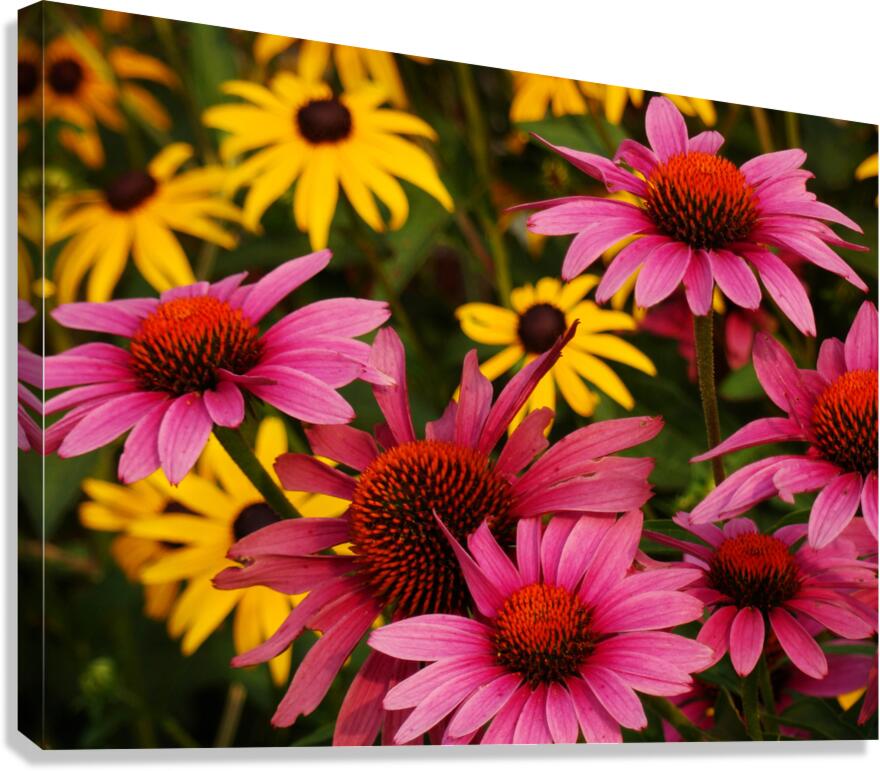 Echinacea And Rudbeckia Canvas Print