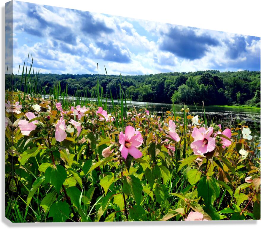 Swamp Mallow At Moraine State Park Canvas Print