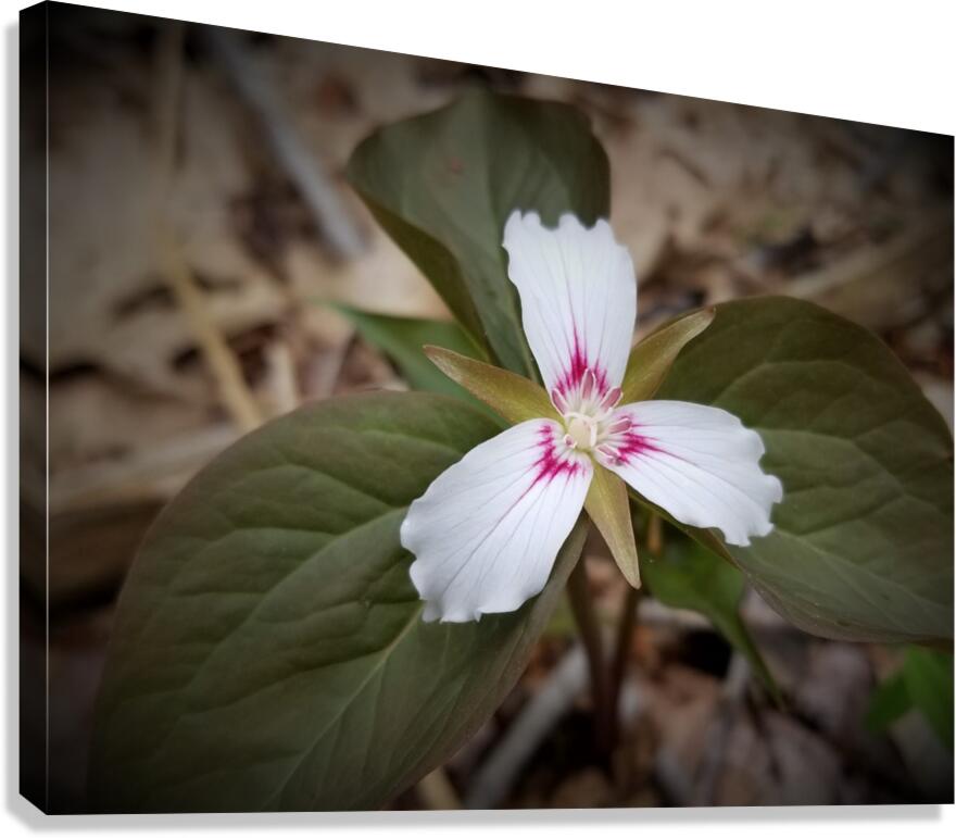 Painted Trillium Canvas Print