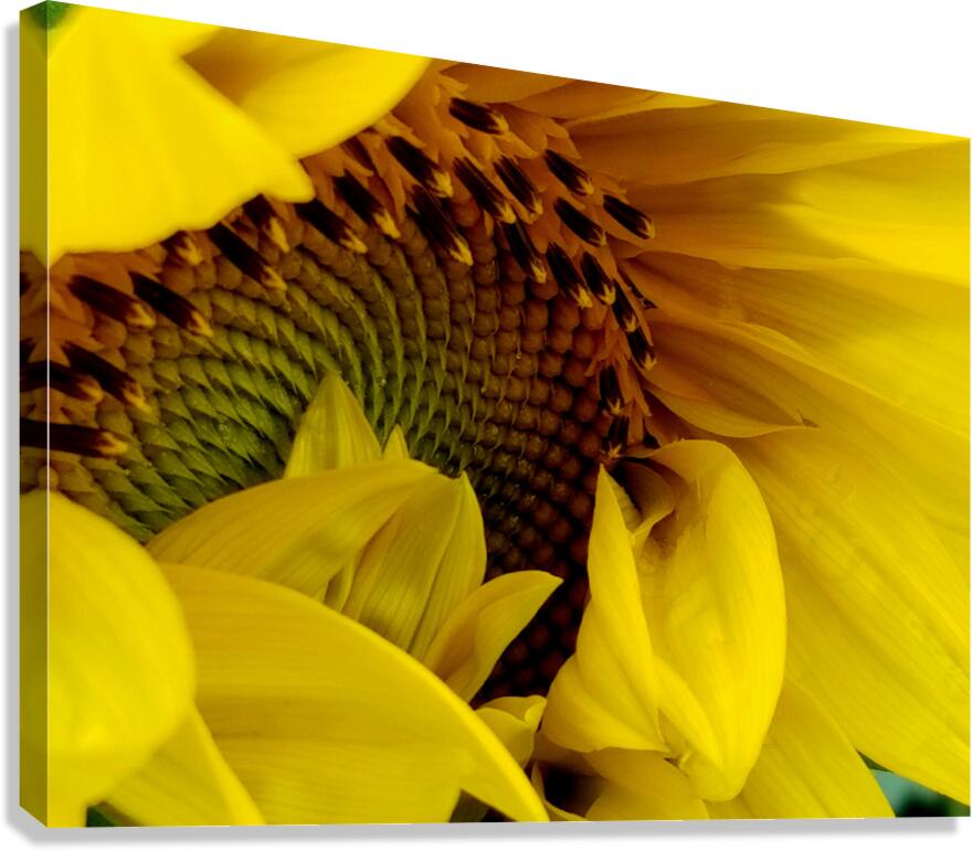 Unfurling Sunflower Canvas Print