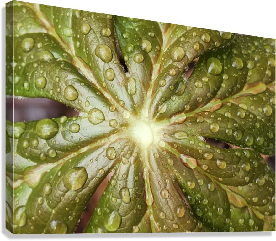 Raindrops On Mayapple Canvas Print