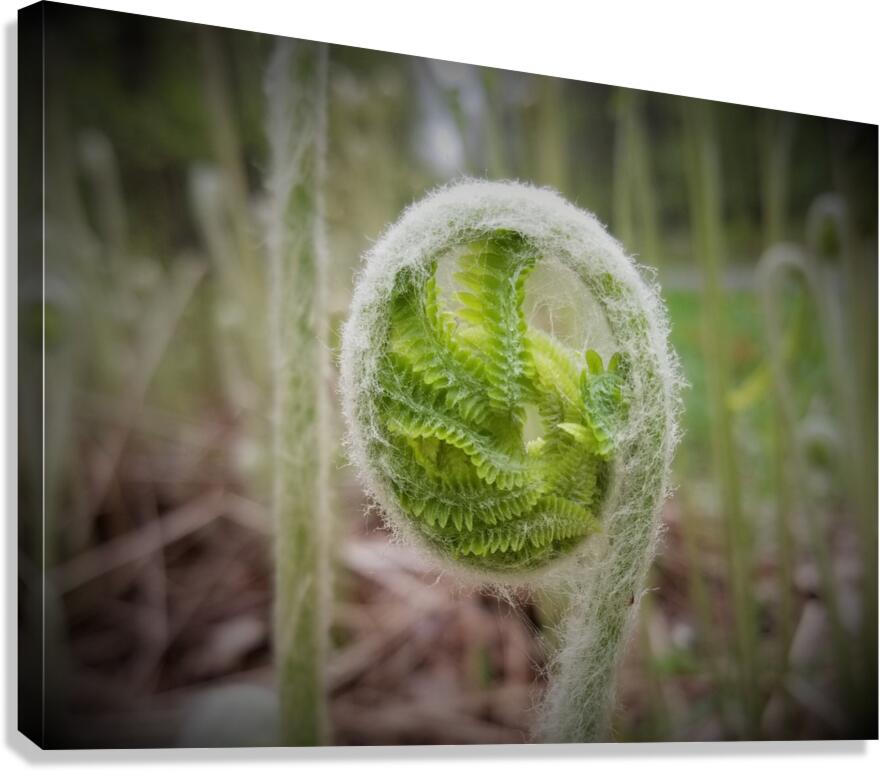 Fiddlehead Canvas Print