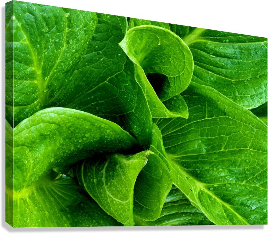 Skunk Cabbage Furls Canvas Print