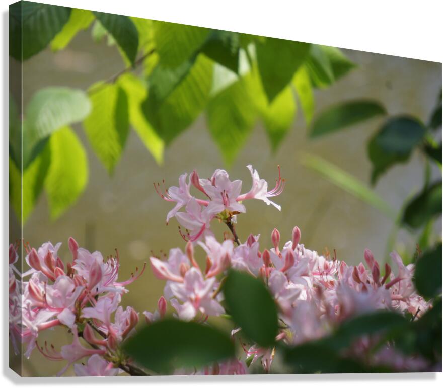 Native Azalea 2 Canvas Print