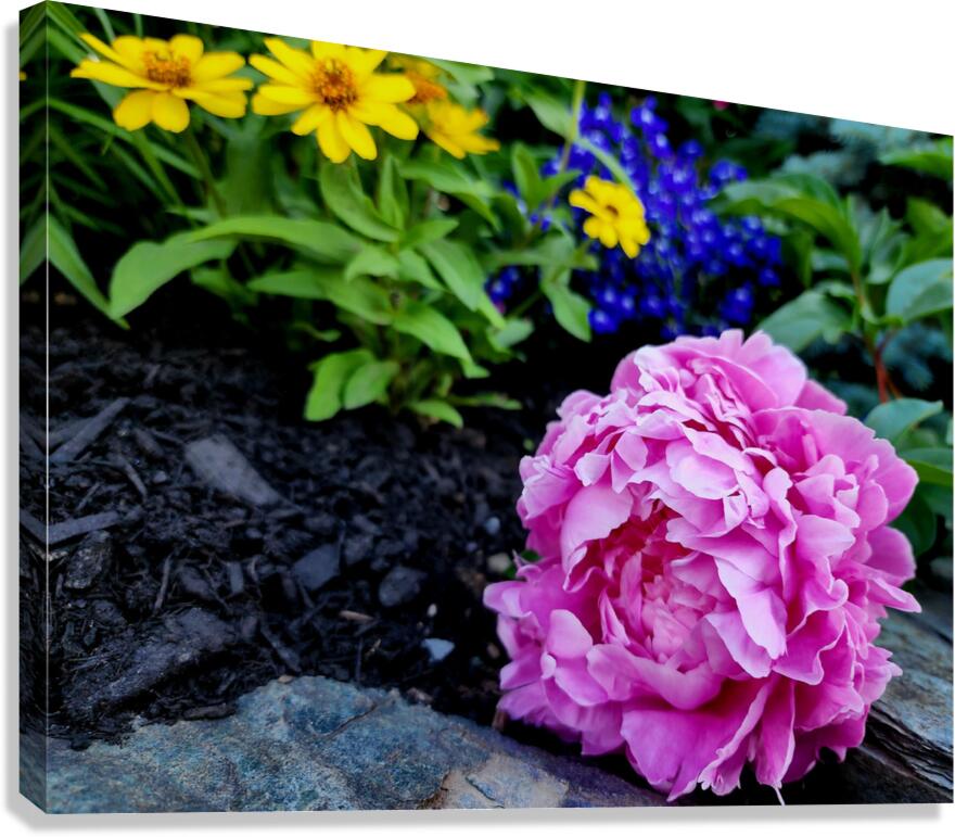 VT Peony 1 Canvas Print