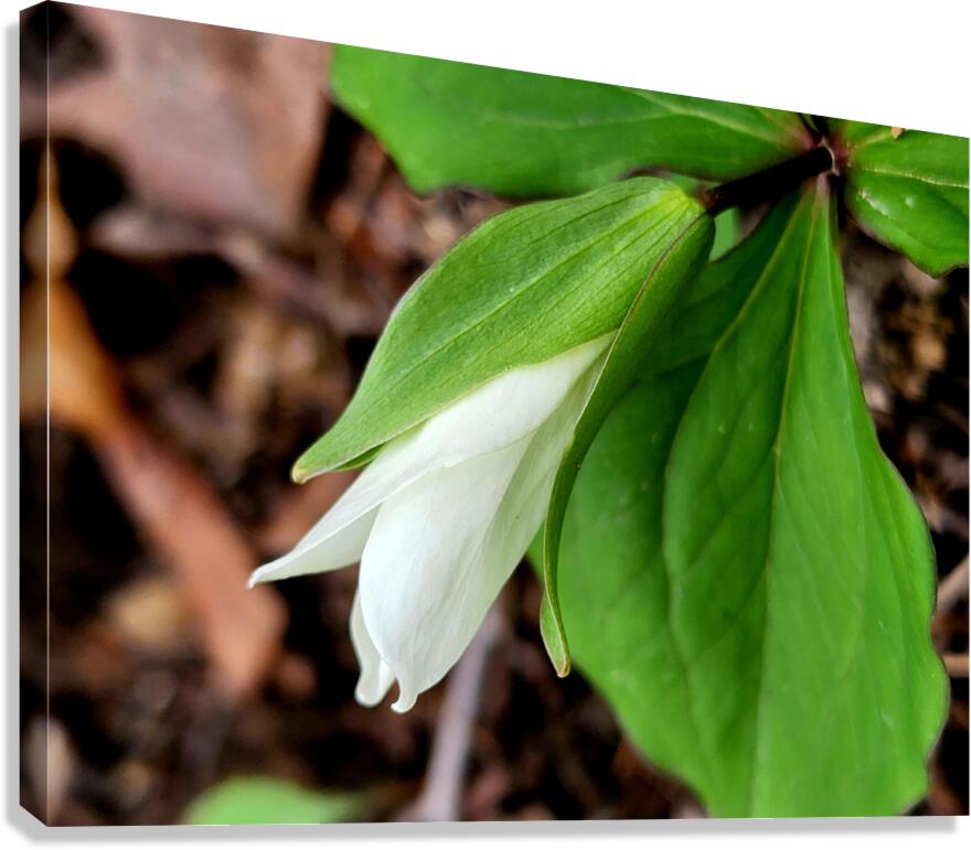 White Trillium Bud 1 Canvas Print