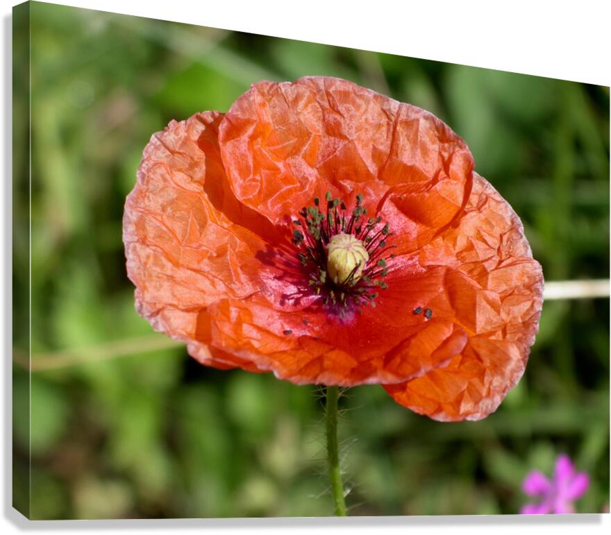 Poppy Canvas Print