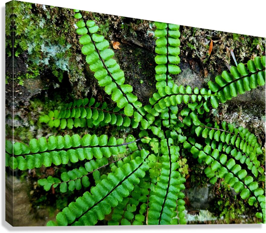 Maidenhair Spleenwort Canvas Print