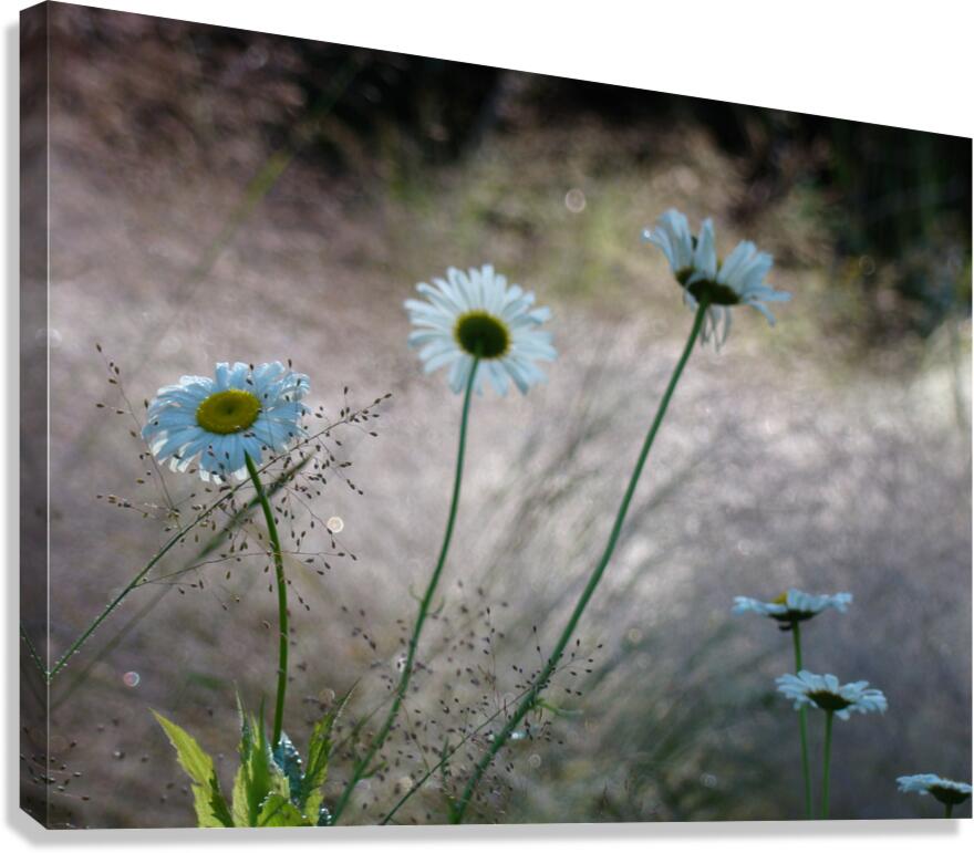 Daisies Canvas Print