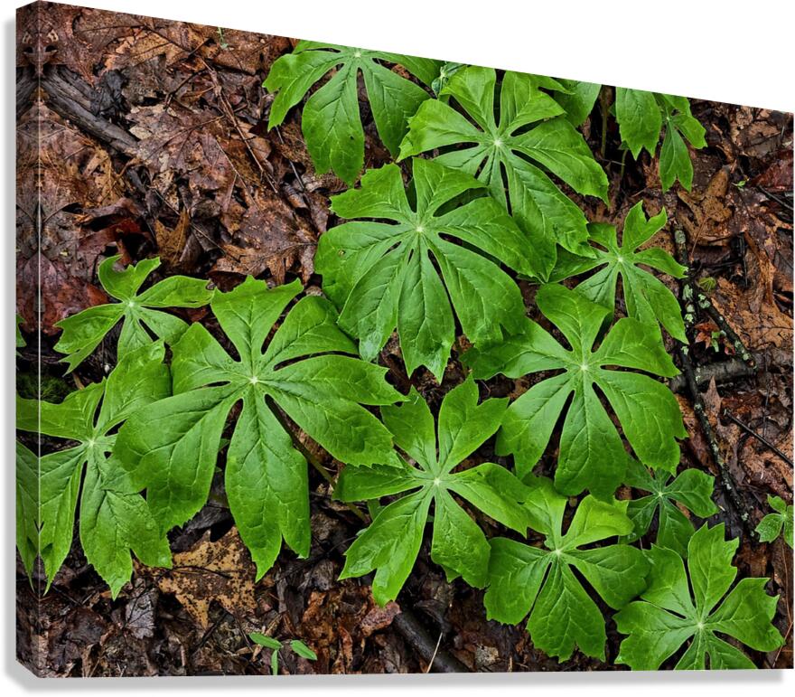 Mayapples Canvas Print