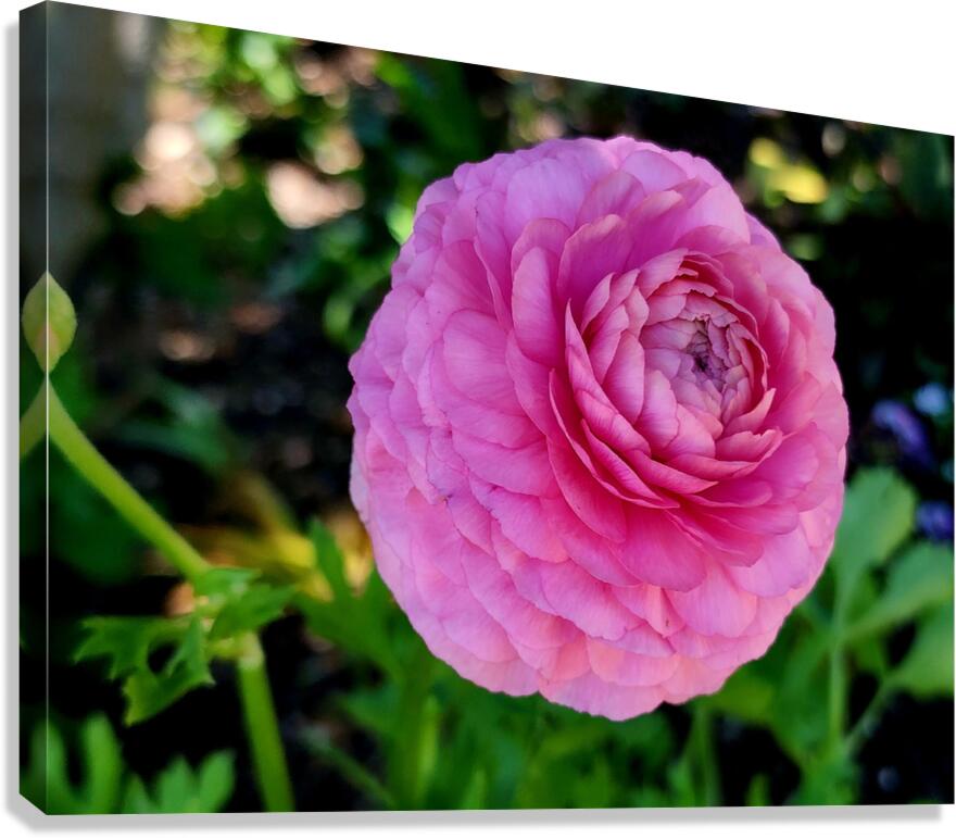 Ranunculus Canvas Print