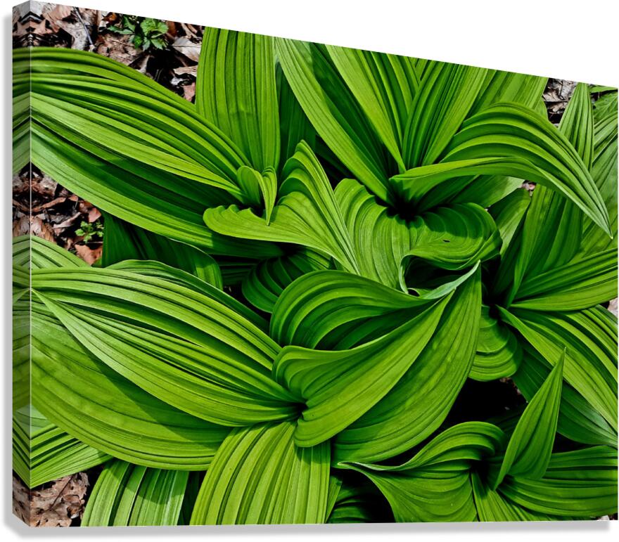 Green False Hellebore Canvas Print