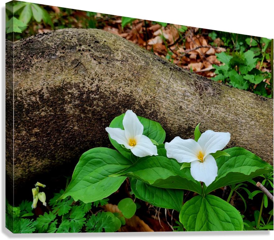 Trillium Duo Canvas Print